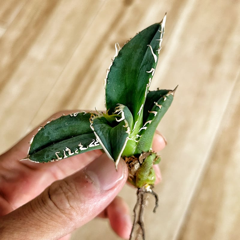 アガベ　オテロイ　穿山甲　中株　センザンコウ 穿山甲 センザンコウ 子株 アガベ チタノタ オテロイ オテロイ