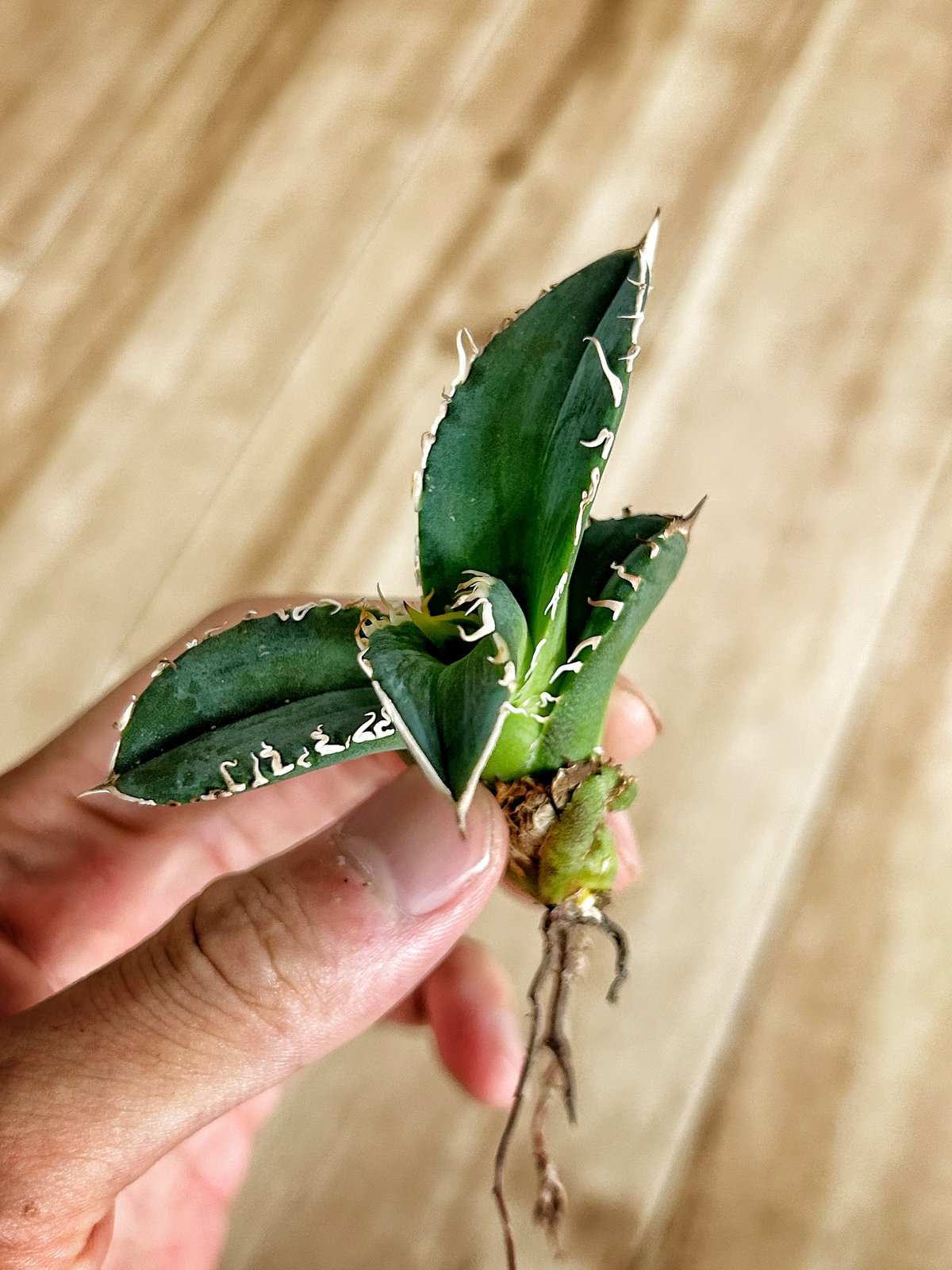 アガベ 穿山甲 センザンコウ 裏棘 トップ極太 コレクション株