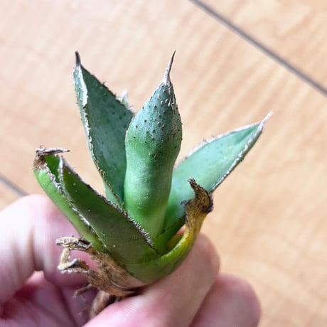 アガベ　裏棘ブツブツ　緑牛　green bull