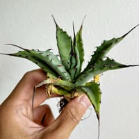 アガベ　チタノタブルー\"BEAST\" ビースト　当店オリジナルTC アガベ チタノタブルー BEAST ビースト 当店オリジナルTC