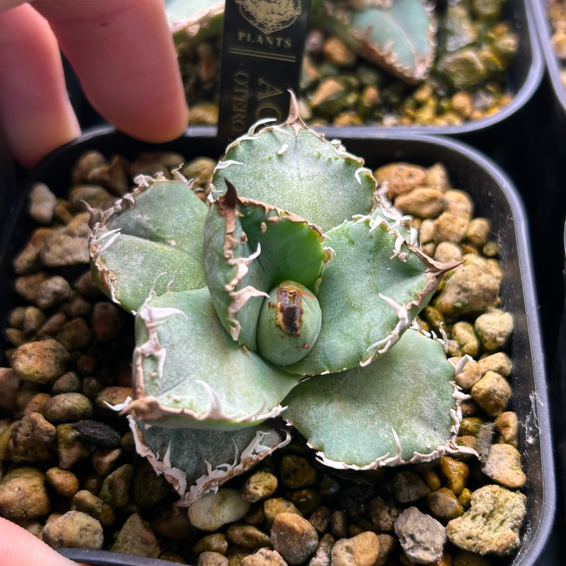 アガベHP030 青葉ブツブツ 蒼鱗 子株 | アガベ専門店 Heart plants.