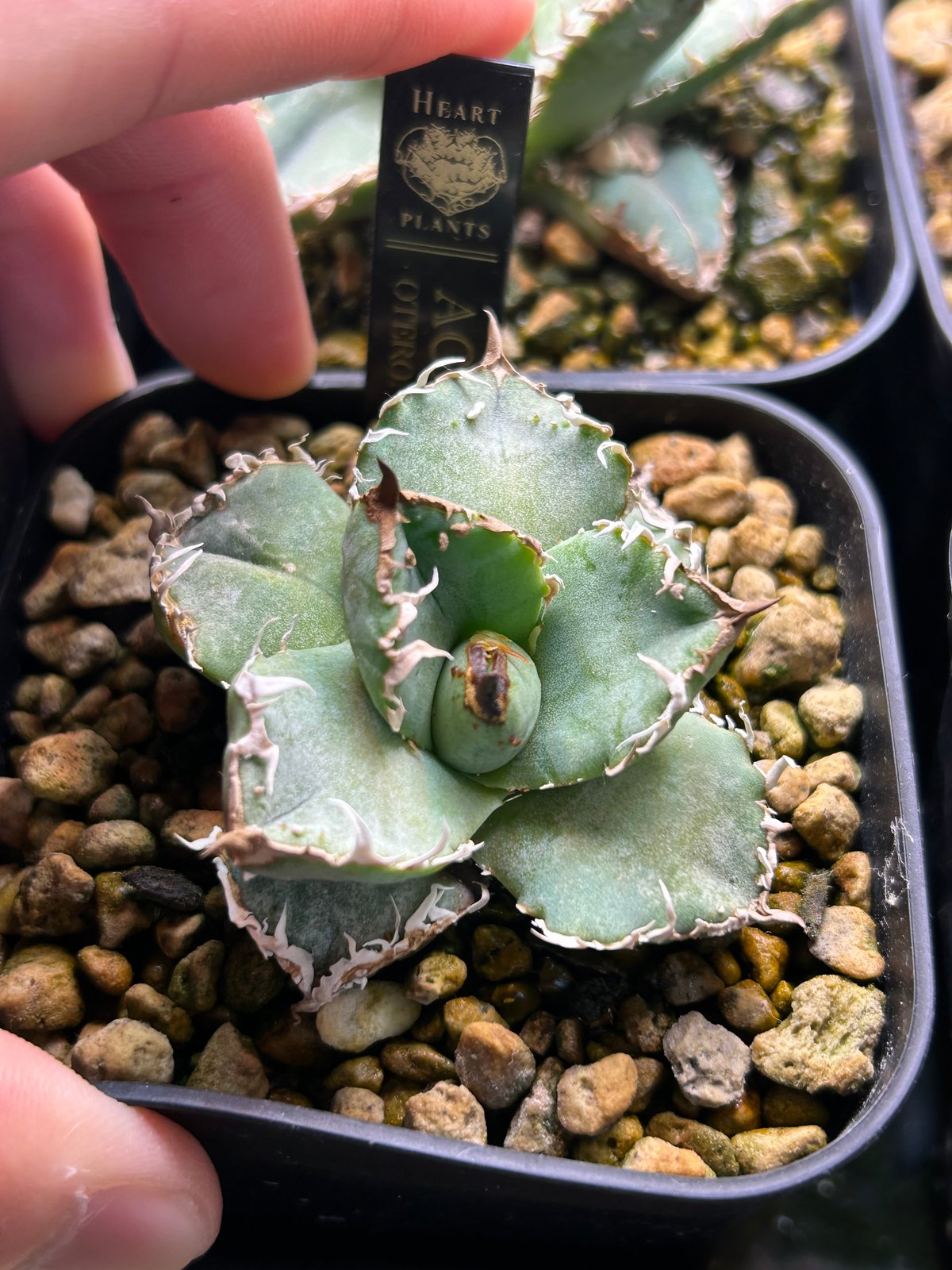 アガベHP030 青葉ブツブツ 蒼鱗 子株 | アガベ専門店 Heart plants.