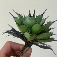 アガベ専門店 Heart plants.