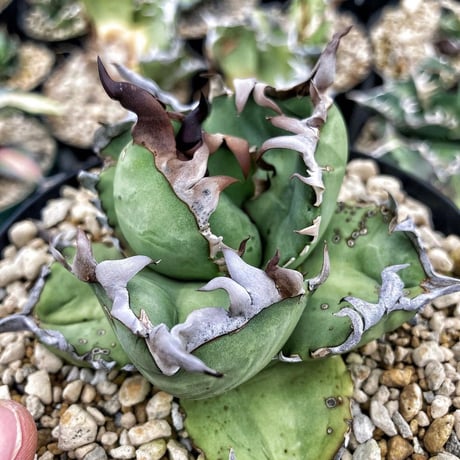 アガベ専門店 Heart plants.