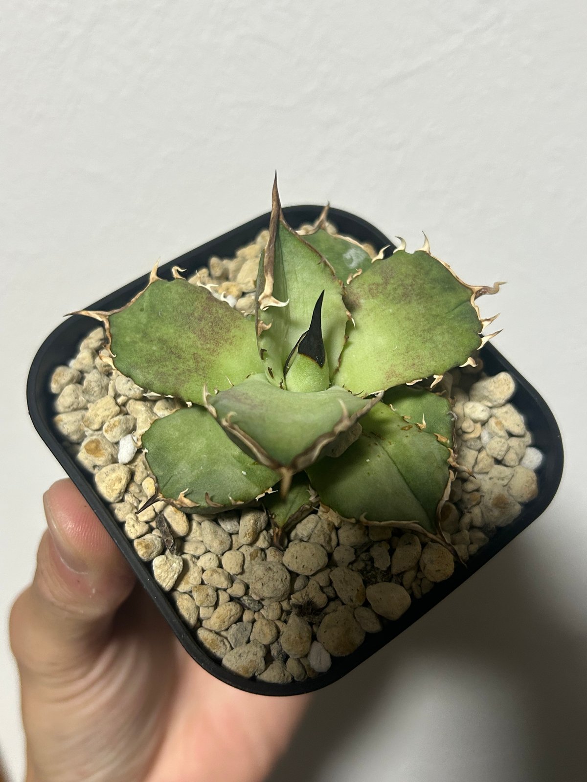 アガベ King Arthur キングアーサー 発根済み | アガベ専門店 Heart pla