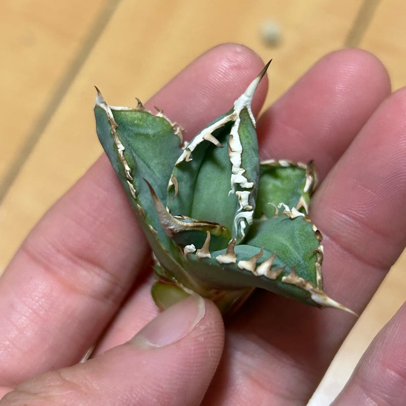 アガベ 　オテロイ　白豪刺　子株2つ付き アガベ チタノタ 白豪刺 子株 - メルカリ