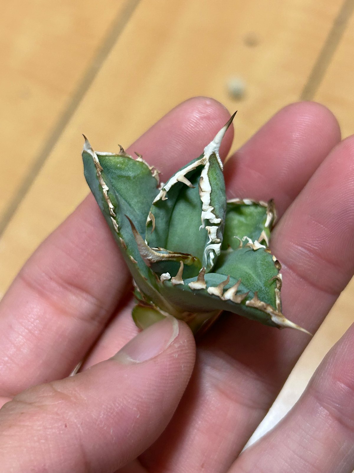 アガベ Heartplantsコレクション白豪棘 子株 オテロイ | アガベ専門店