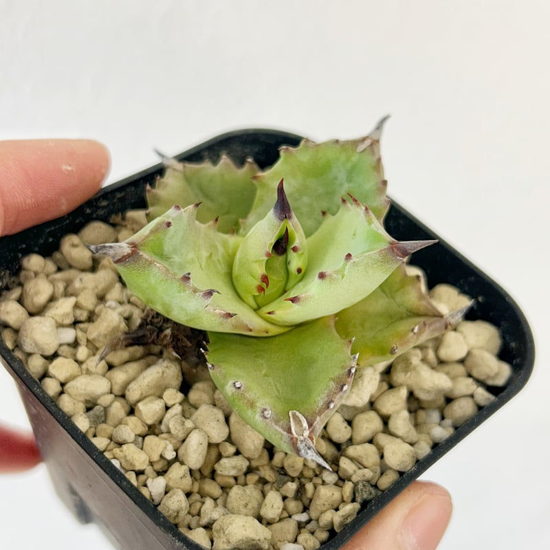 アガべ イシスメンシス×ポタトラムhyb | Heartplants アガべ イシスメンシス×ポタトラムhyb | Heartplants