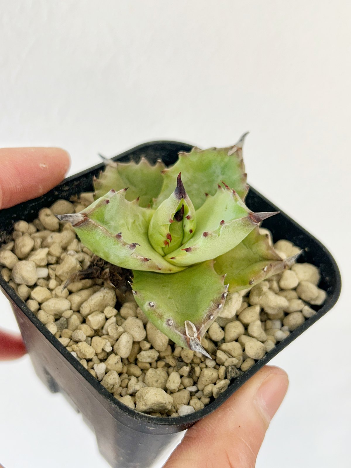 アガべ イシスメンシス×ポタトラムhyb | Heartplants
