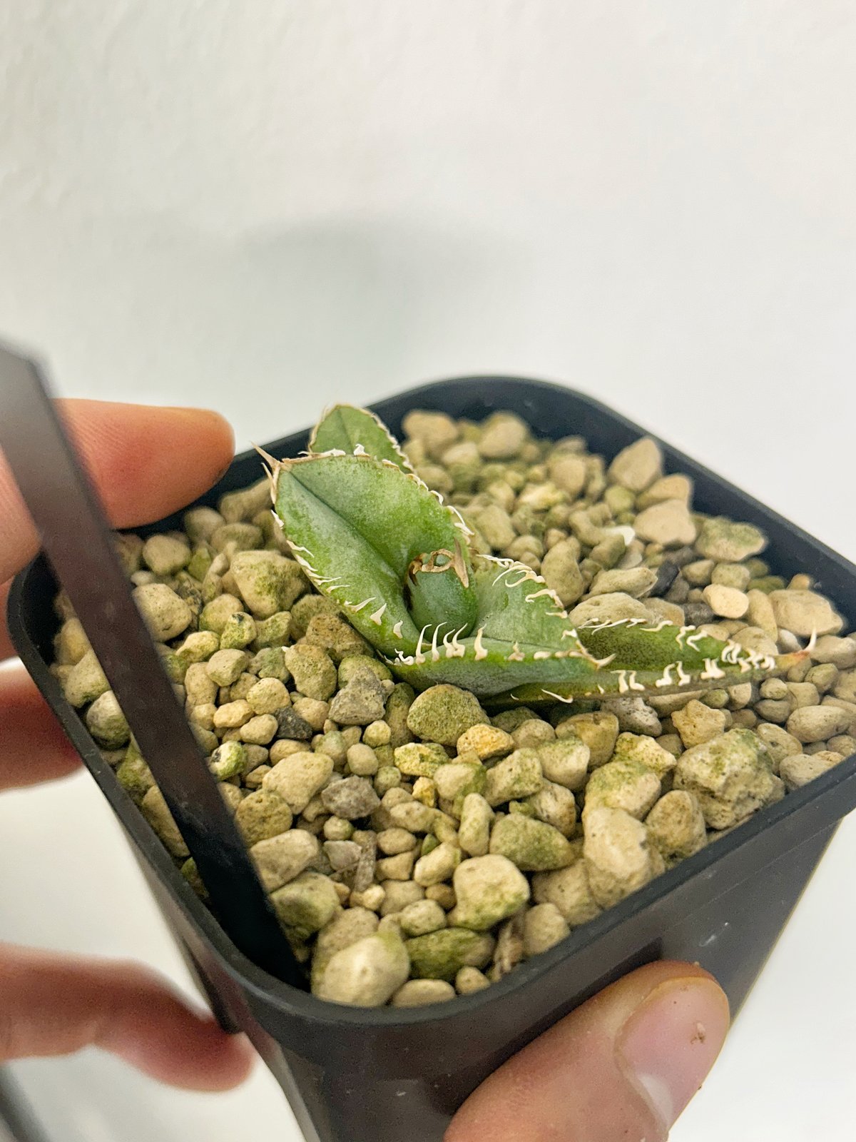 アガベ 白豪棘 龍球会OC子株 発根済み オテロイ | Heartplants