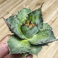 アガベ am アガベ 節ごとの種のまとめ｜KKGREEN