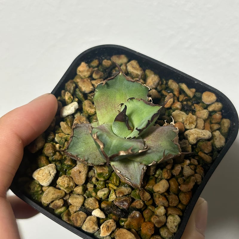 アガベ キングアーサー 毒刺産 King Arthur 亞瑟王 Agave Titanota King Arthur 亞瑟王👑 毒刺産キングアーサー