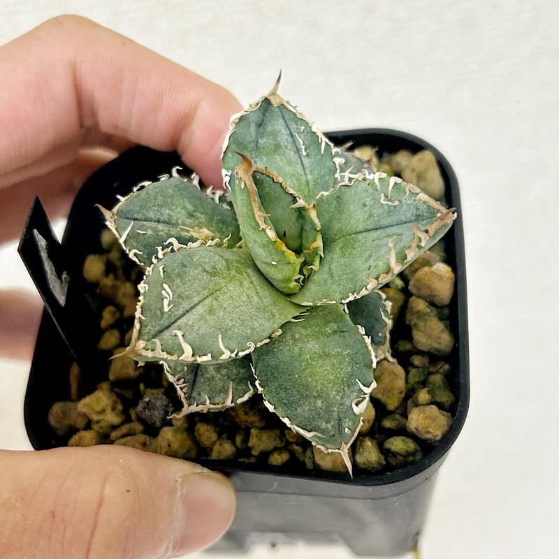 アガベHP030 青葉ブツブツ 蒼鱗 子株 | アガベ専門店 Heart plants.