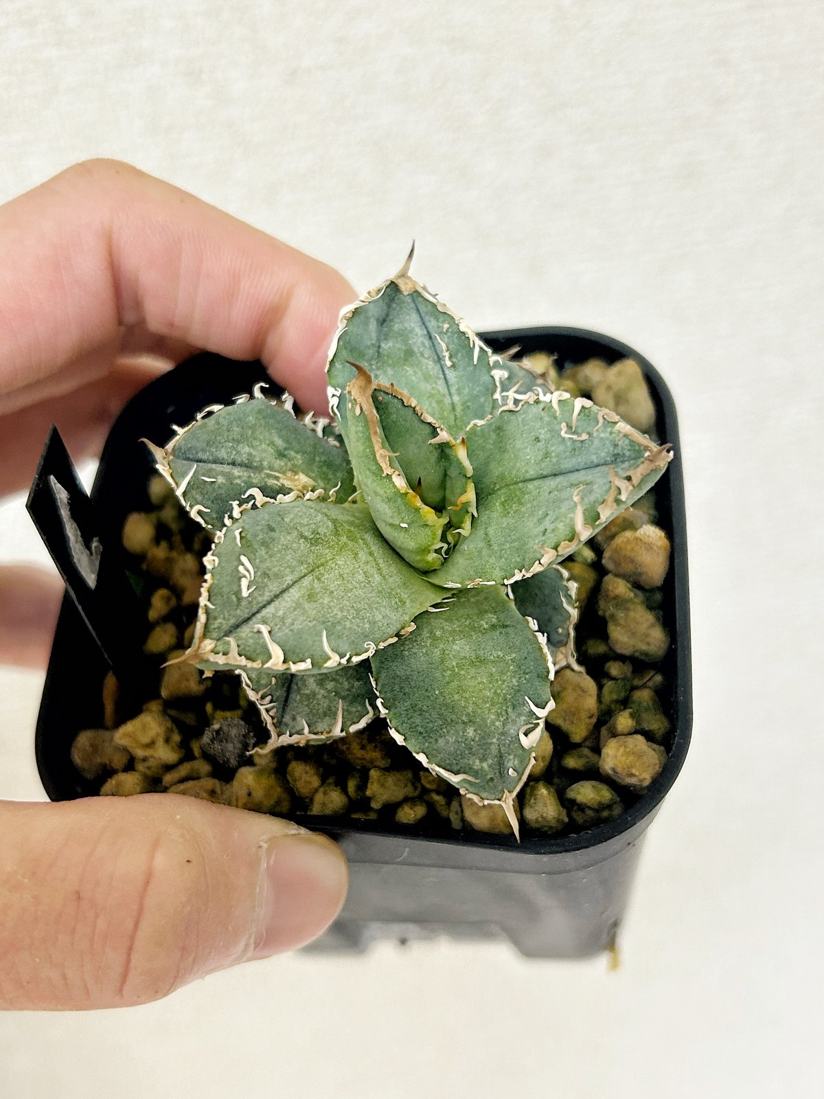 アガベHP030 青葉ブツブツ 蒼鱗 子株 | アガベ専門店 Heart plants.