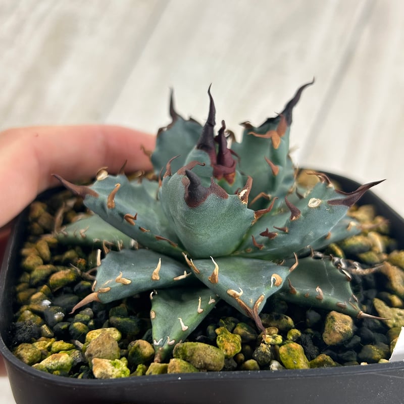 アガベ 妖炎×姫巌龍 ハイブリッド ベアルート | Heartplants