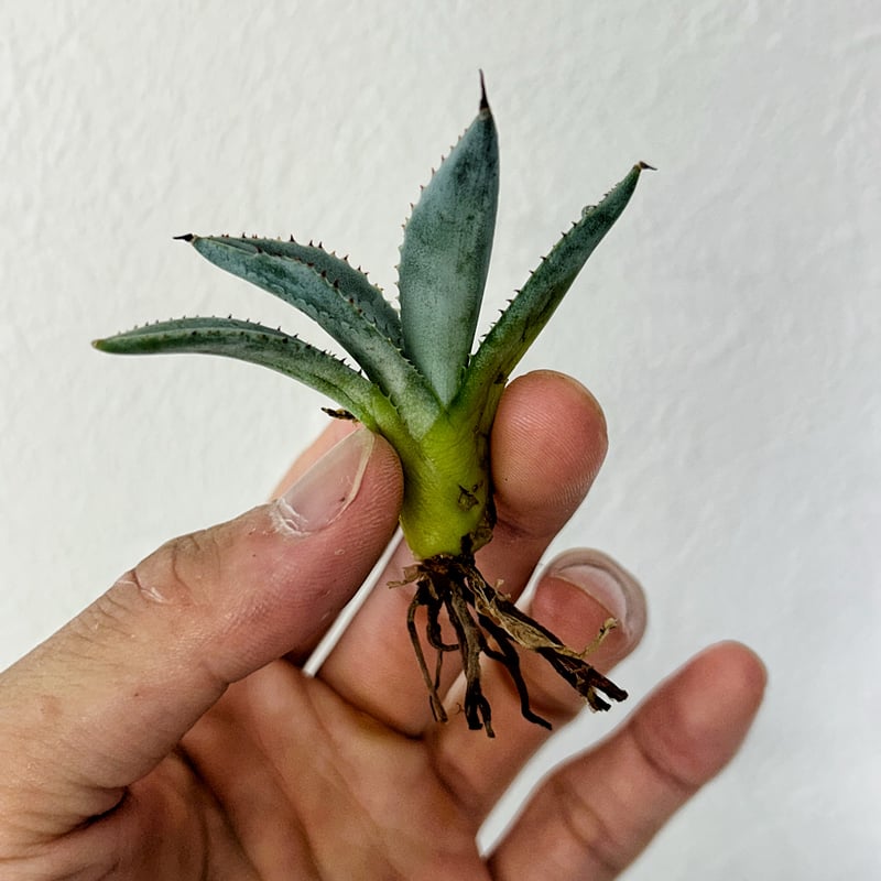 アガベ 甲蟹×血屈 ハイブリッド 肉厚 青葉 大きめ子株 | アガベ専門店