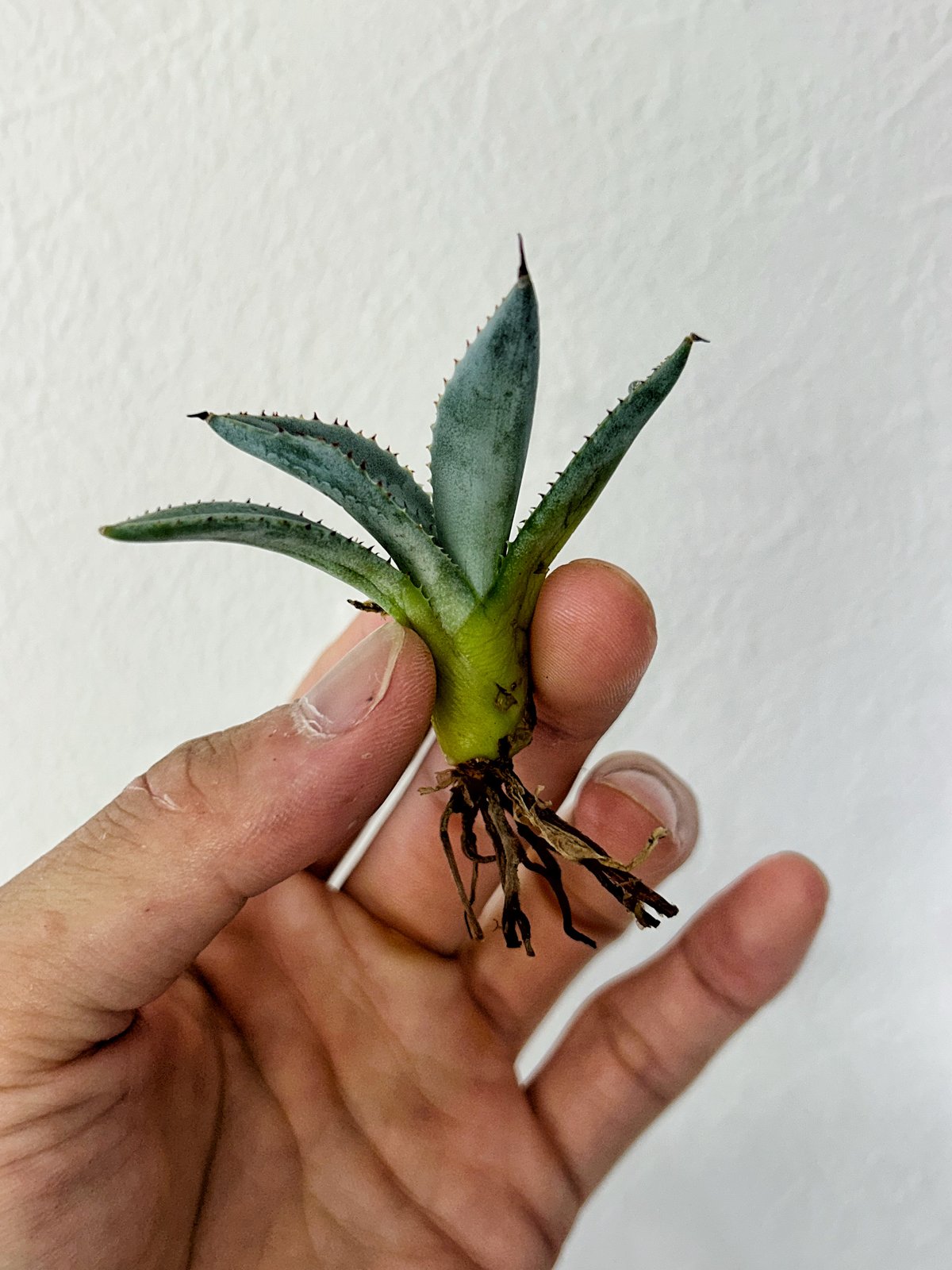 アガベ 甲蟹×血屈 ハイブリッド 肉厚 青葉 大きめ子株 | アガベ専門店