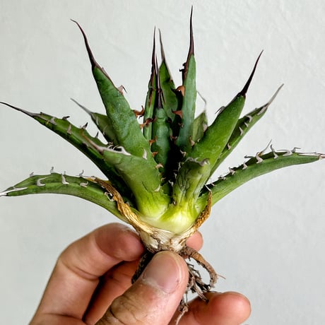 Heartplants