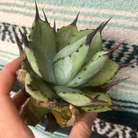 アガベ Heartplantsコレクション白豪棘 子株 オテロイ | アガベ専門店