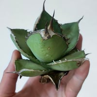 アガベ チタノタブルー