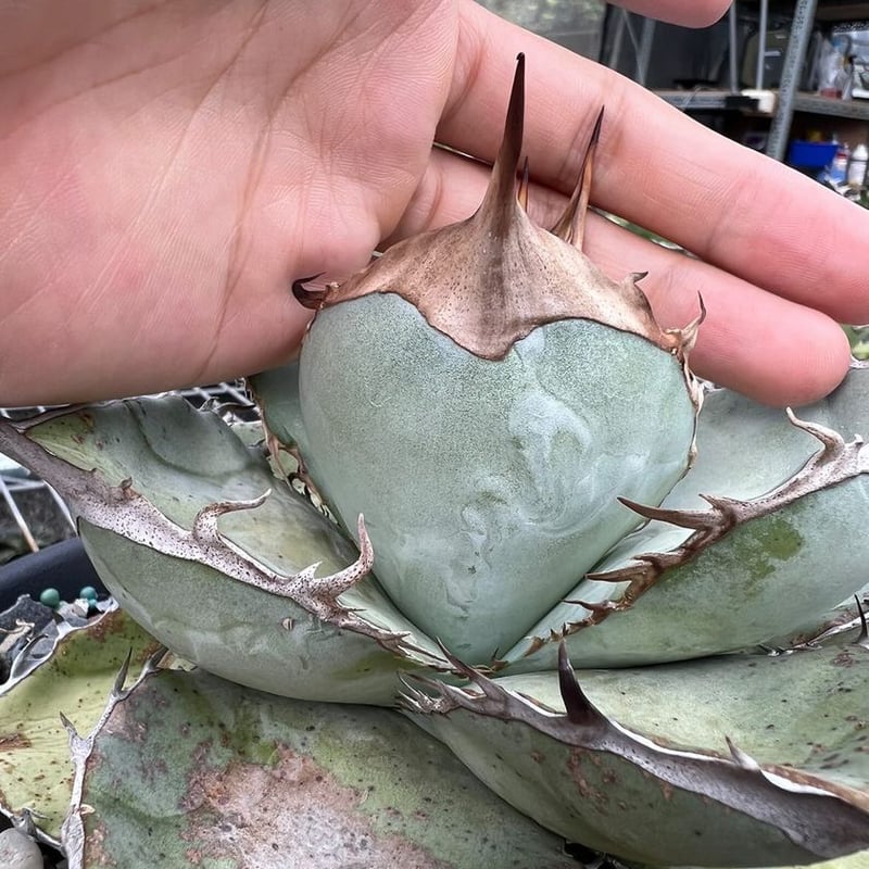アガベ 藍犀牛 子株 | Heartplants アガベ 藍犀牛 子株 | Heartplants