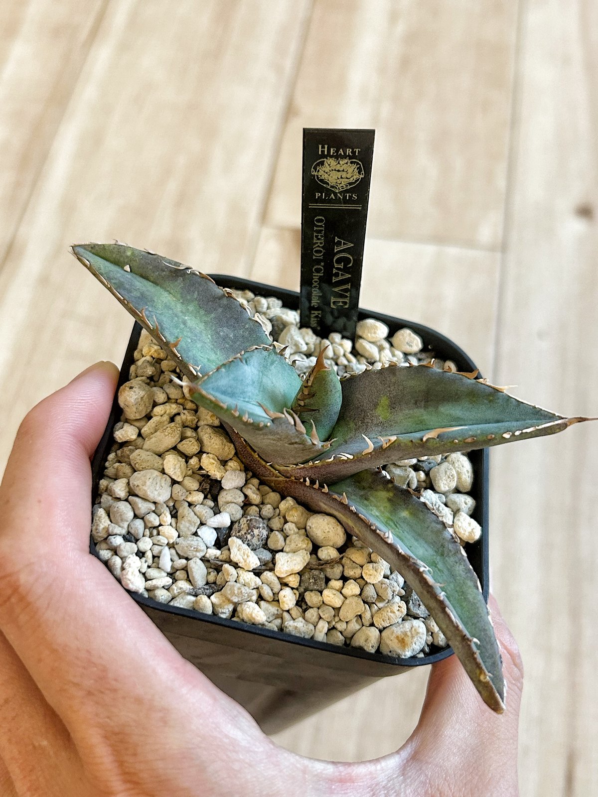 アガベ チタノタ 巧克力之吻 チョコレートキッス 子株