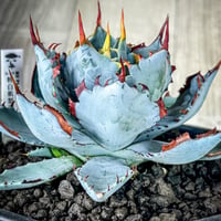 圓葉瓜達 グアダラハラナ ドワーフtype 子株 | アガベ専門店 Heart plants.