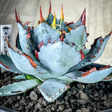 アガベ専門店 Heart plants.