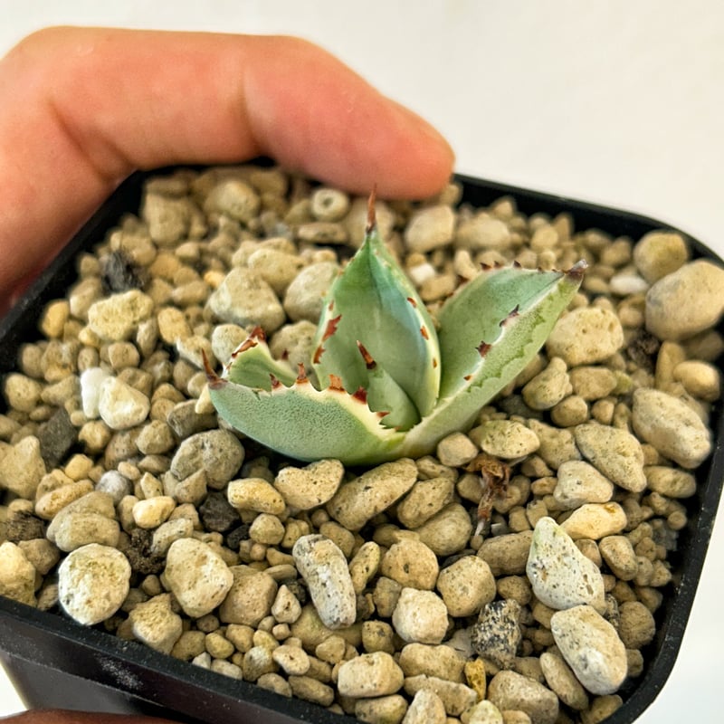 アガベ 兜蟹錦 子株 発根済み | Heartplants