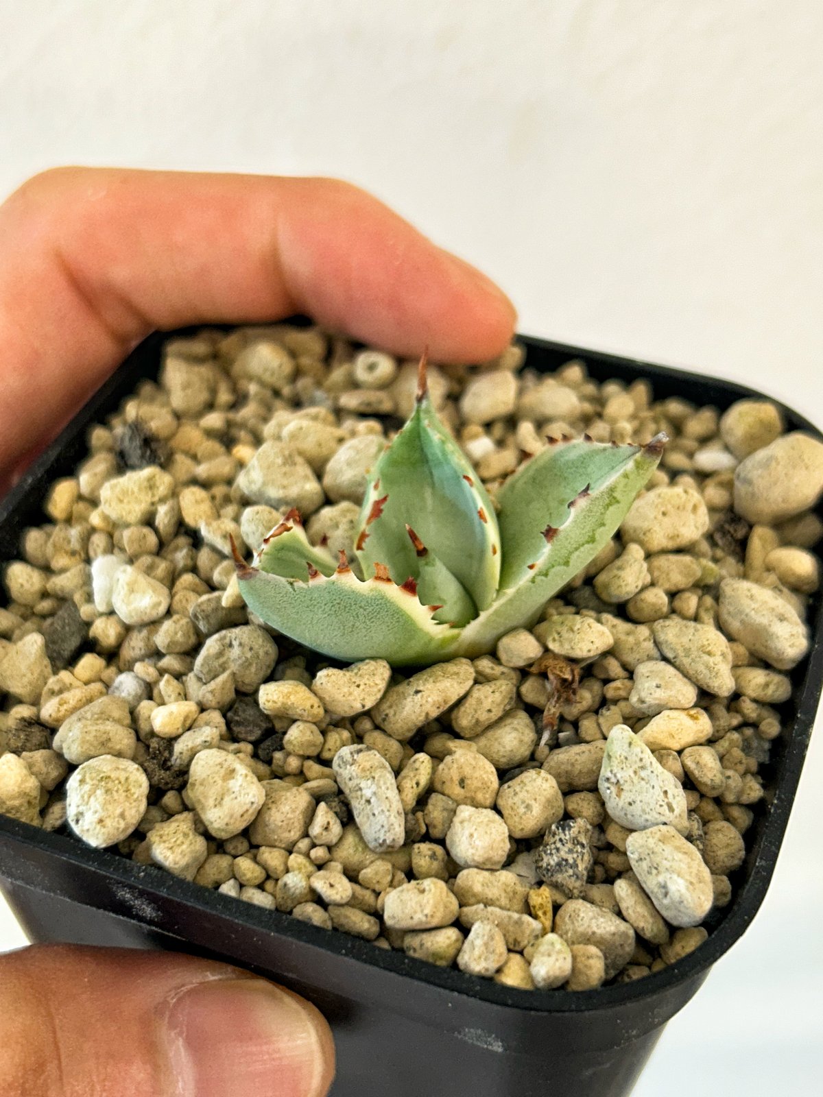 レア】アガベ チタノタ 螃蟹（カニ）? パ*パ様 アガベ チタノタ