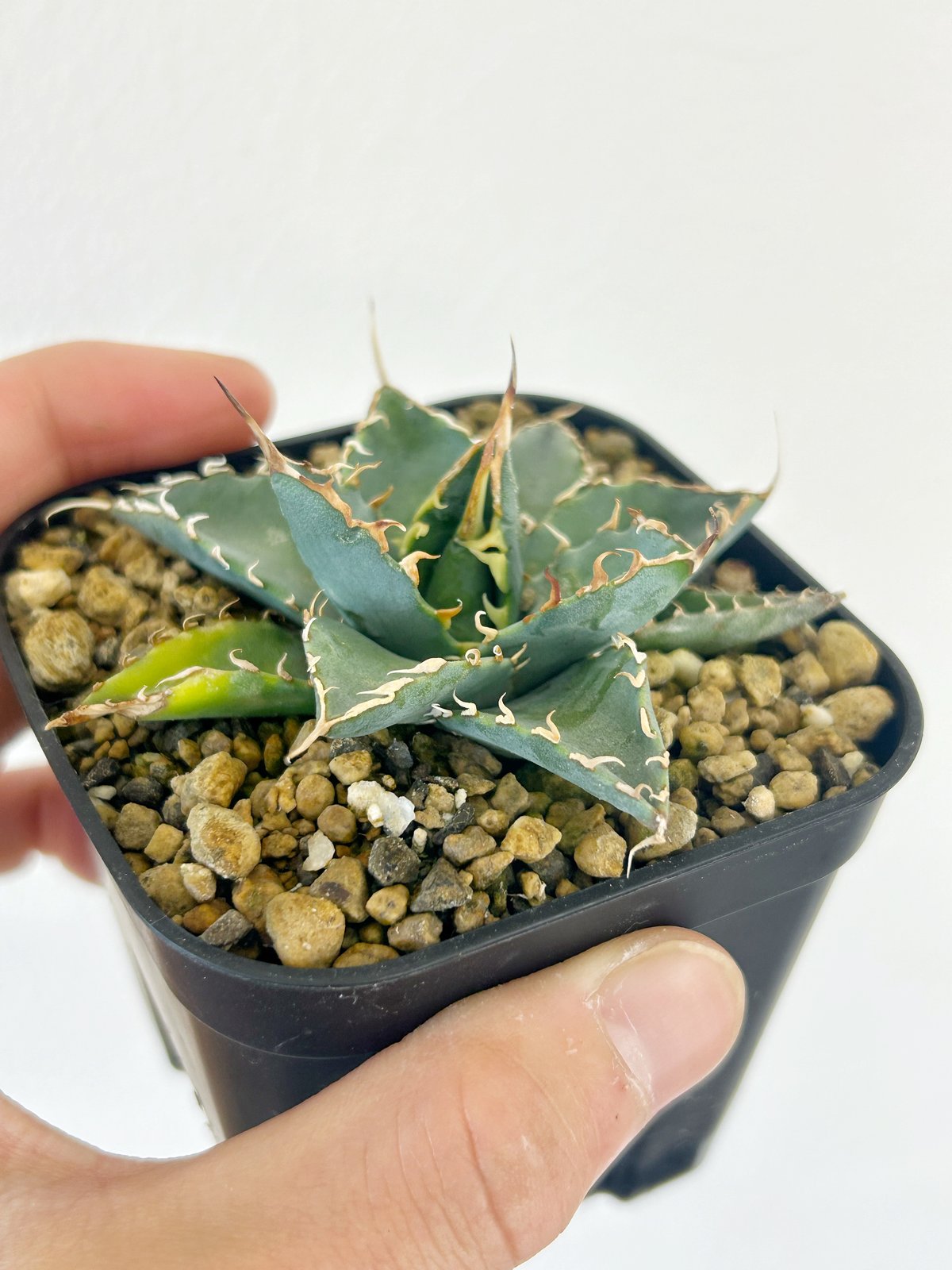 アガベ　エボリスピナ×BB ハイブリッド (Hidden Agave産） アガベ エボリスピナ×BB ハイブリッド (Hidden Agave産）