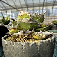 アガベ 鰐亀 裏表ブツブツ 裏棘 子株 | アガベ専門店 Heart plants.