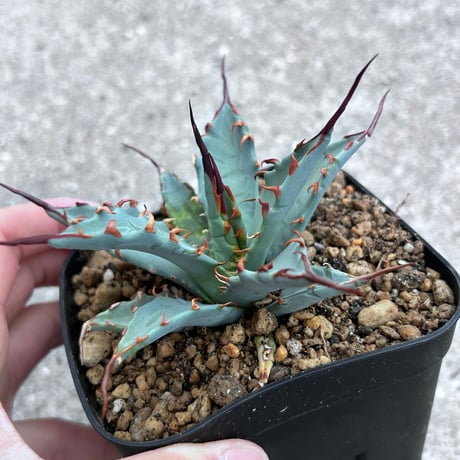 商品 | アガベ専門店 Heart plants.