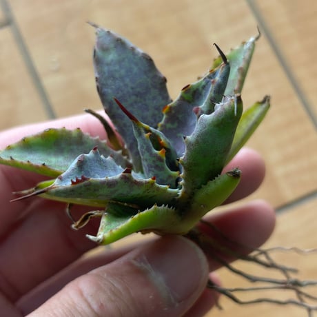 CATEGORY Agave | アガベ専門店 Heart plants.