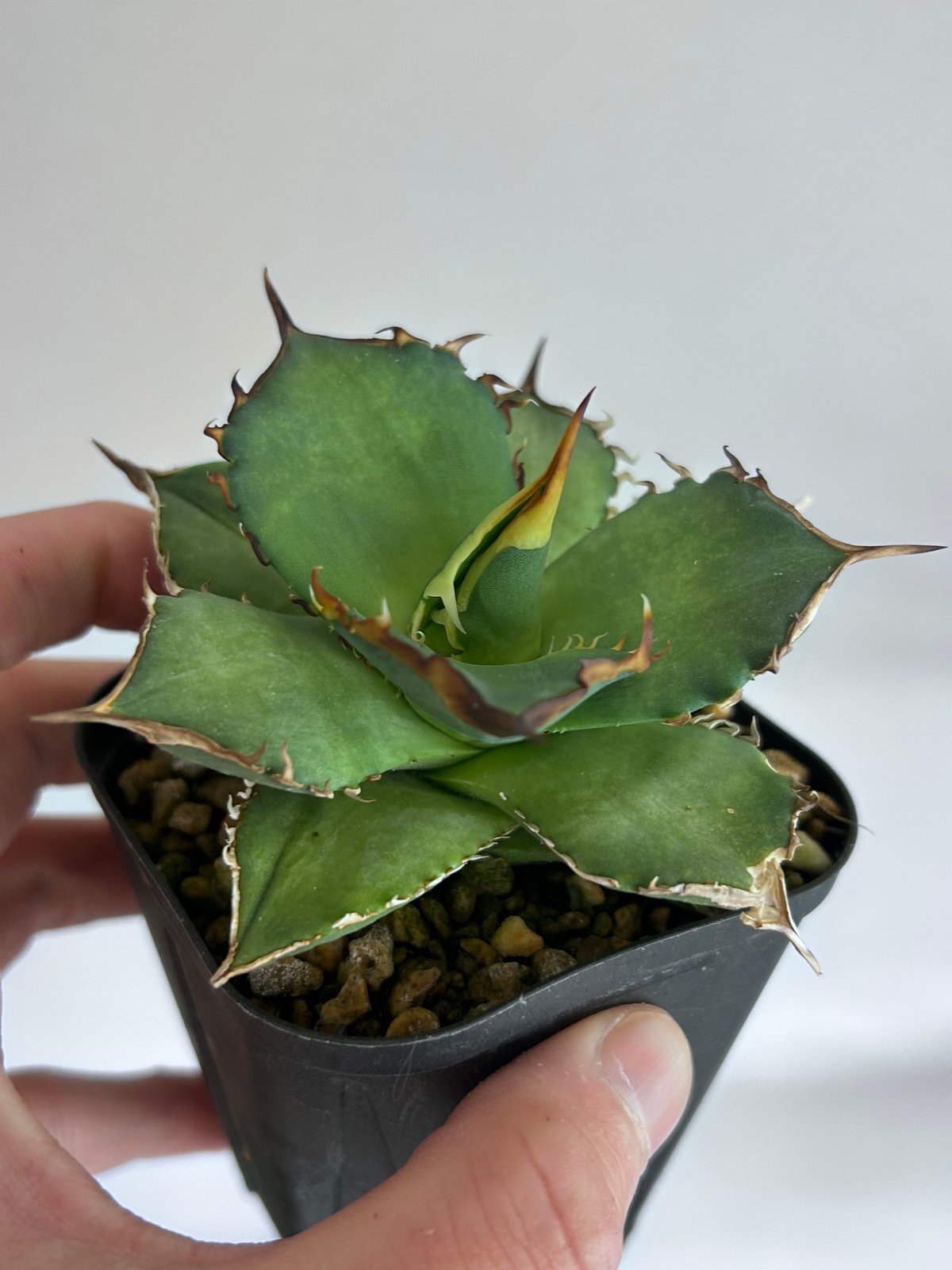 アガベ King Arthur キングアーサー 発根済み | アガベ専門店 Heart pla