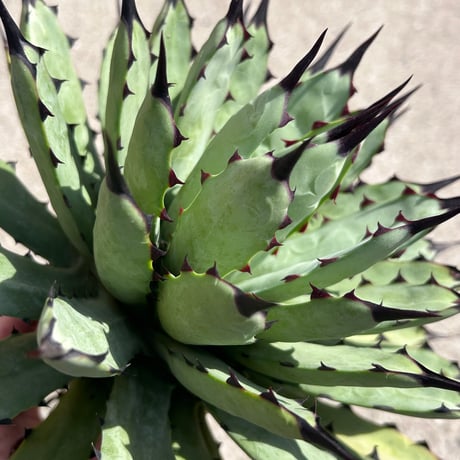 アガベ専門店 Heart plants.