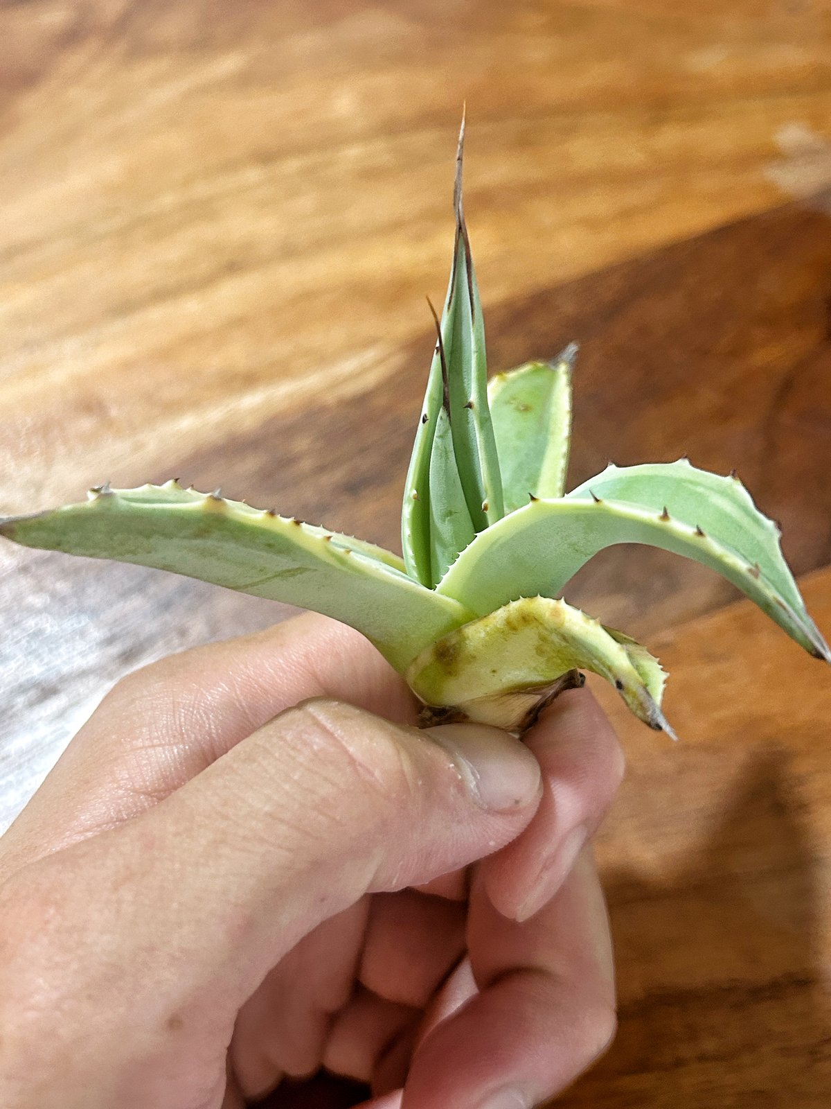 アガベ オバティフォリア オルカ 子株 | Heartplants