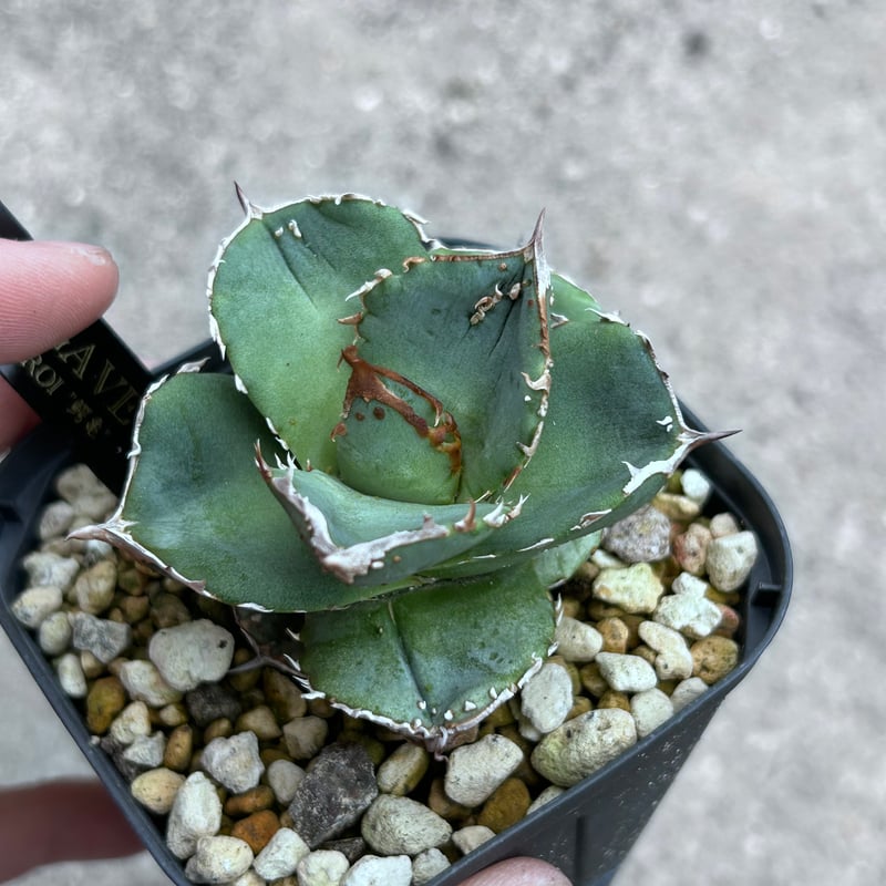 アガベ 鰐亀 裏表ブツブツ 裏棘 子株 | アガベ専門店 Heart plants.