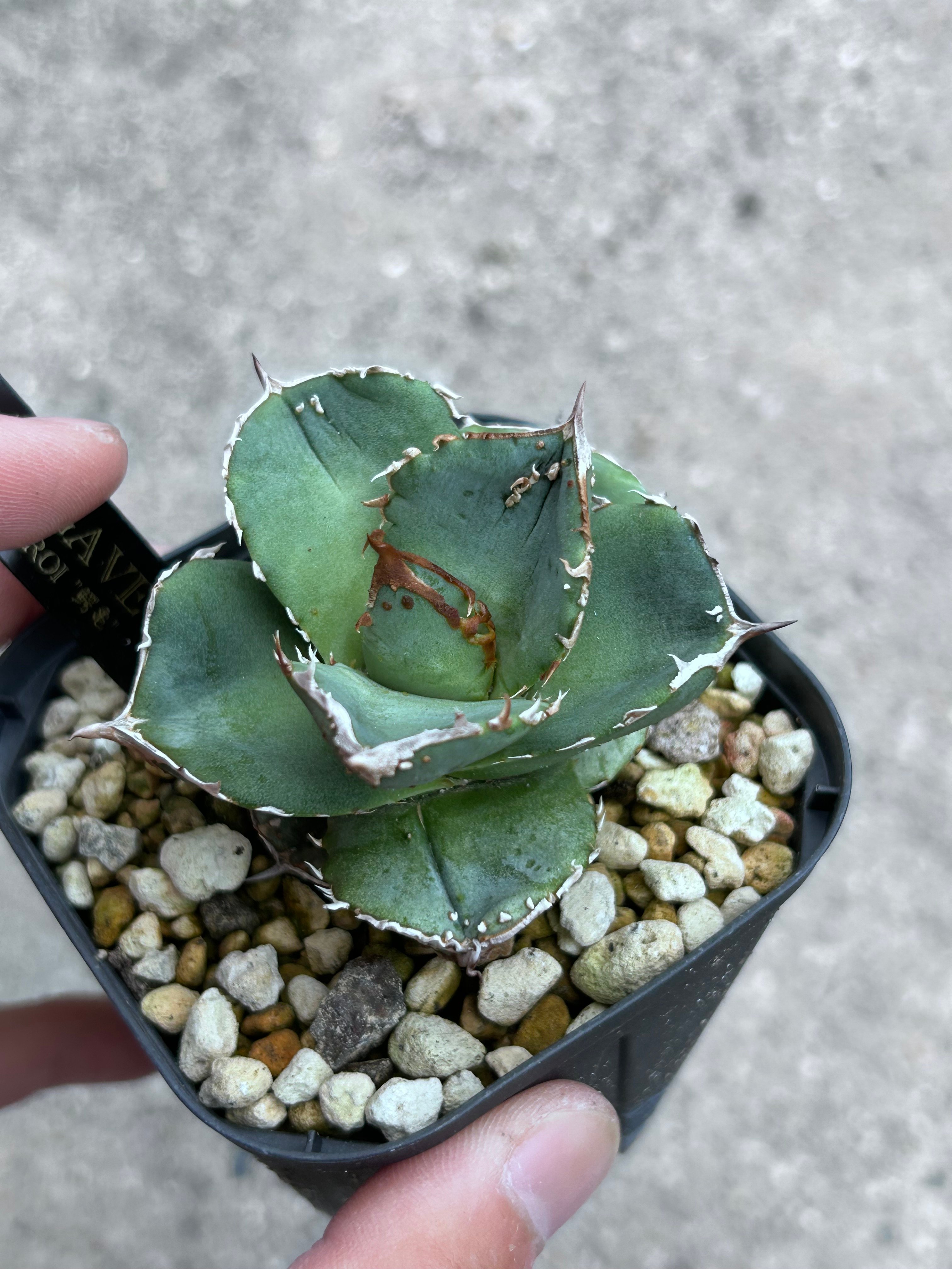 アガベ 鰐亀 裏表ブツブツ 裏棘 子株 | アガベ専門店 Heart plants.