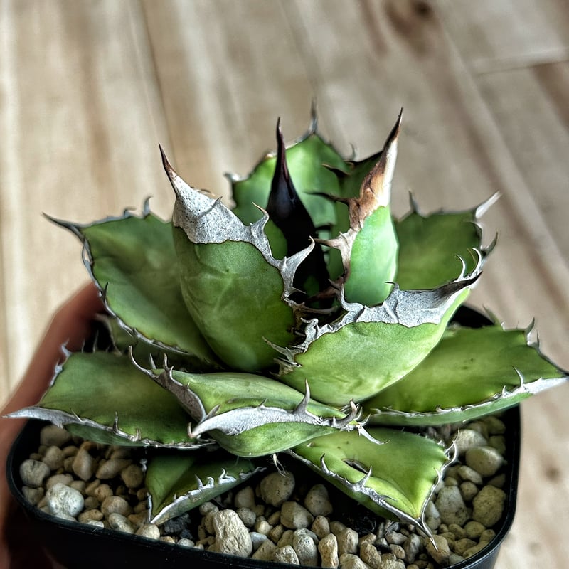 アガベ ウリエル実生 オアハカオテロイ 選抜個体① | アガベ専門店