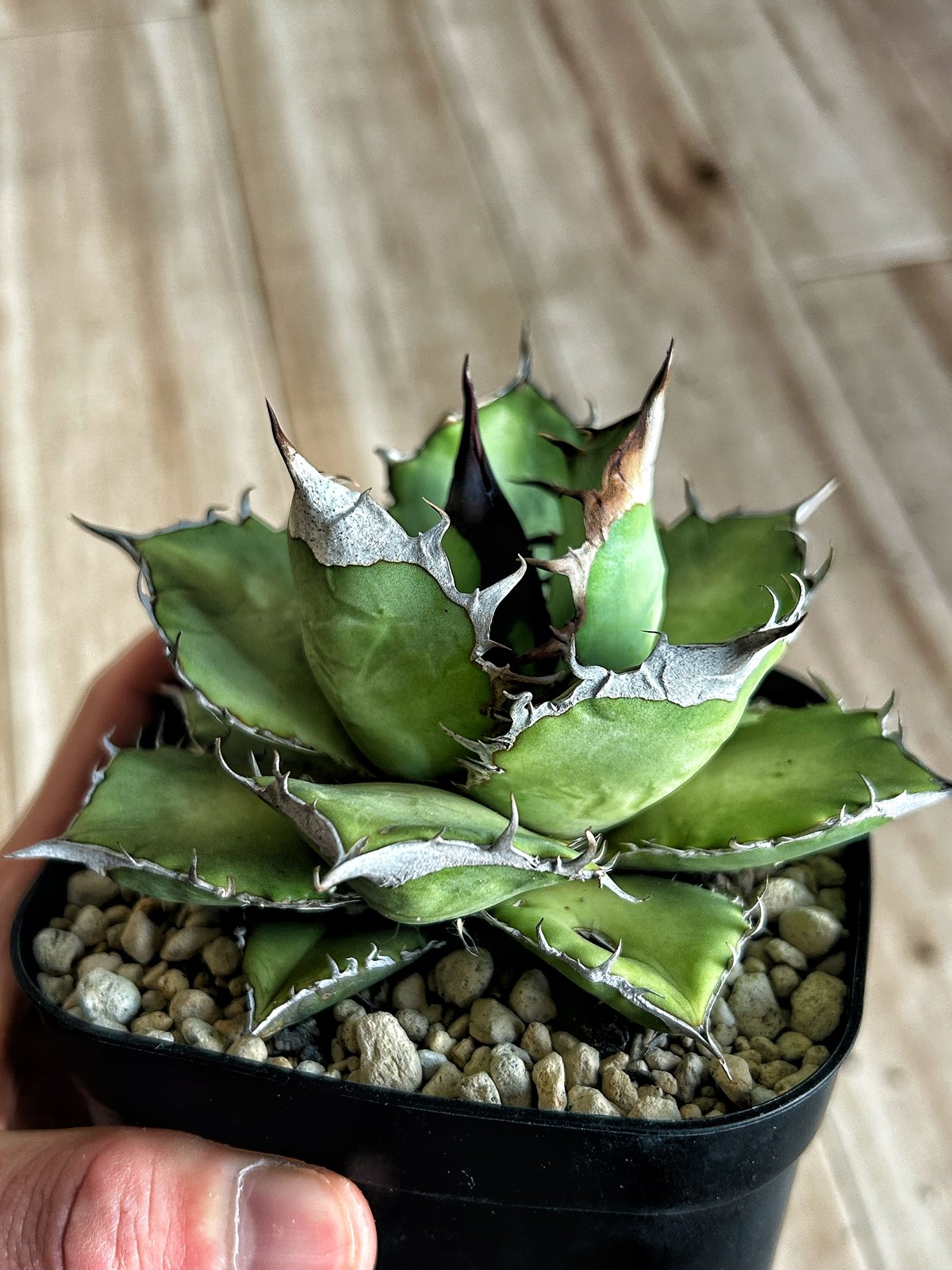 【現品】アガベ　オテロイ実生　ウリエル実生 アガベ ウリエル実生 オアハカオテロイ 選抜個体① | アガベ専門店