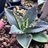 圓葉瓜達 グアダラハラナ ドワーフtype 子株 | アガベ専門店 Heart plants.