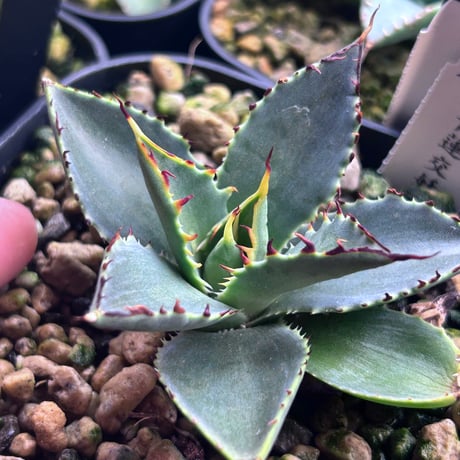 アガベ専門店 Heart plants.