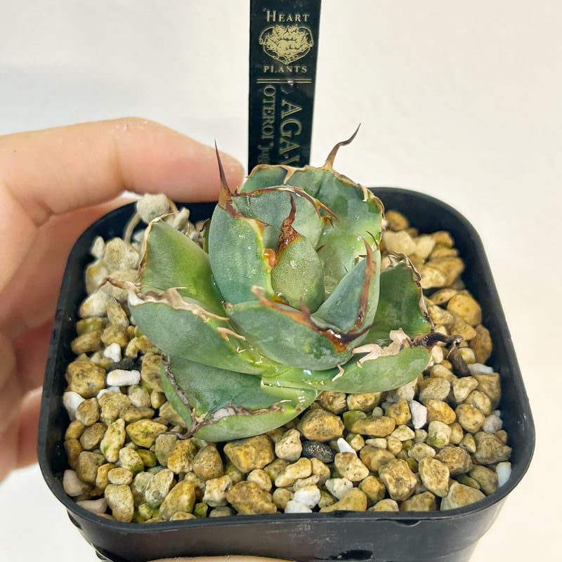 ちゅら様確認用 SAD+ジャガーノート純血 【公式通販】