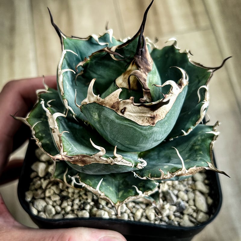 アガベ HP037 チャビー