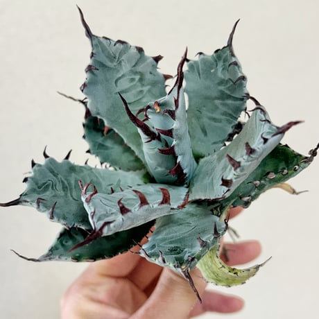 よしにゃあ　アガベ　ハイブリッド よしにゃあ アガベ ハイブリッド よしにゃあ アガベ ハイブリッド