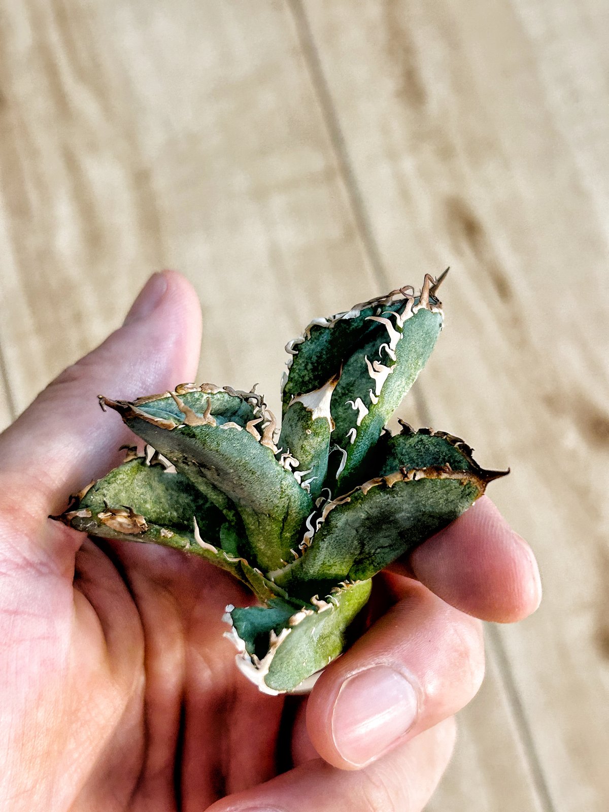 fit=scale-down,w=1200