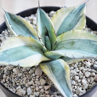 アガベ 蚩尤 OC子株 ブツブツ 裏棘 | アガベ専門店 Heart plants.