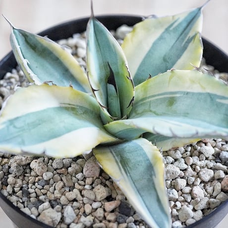 アガベ Kari アガベ スカブラ ショート 覆輪 Agave scabra f.variegata 'Shor