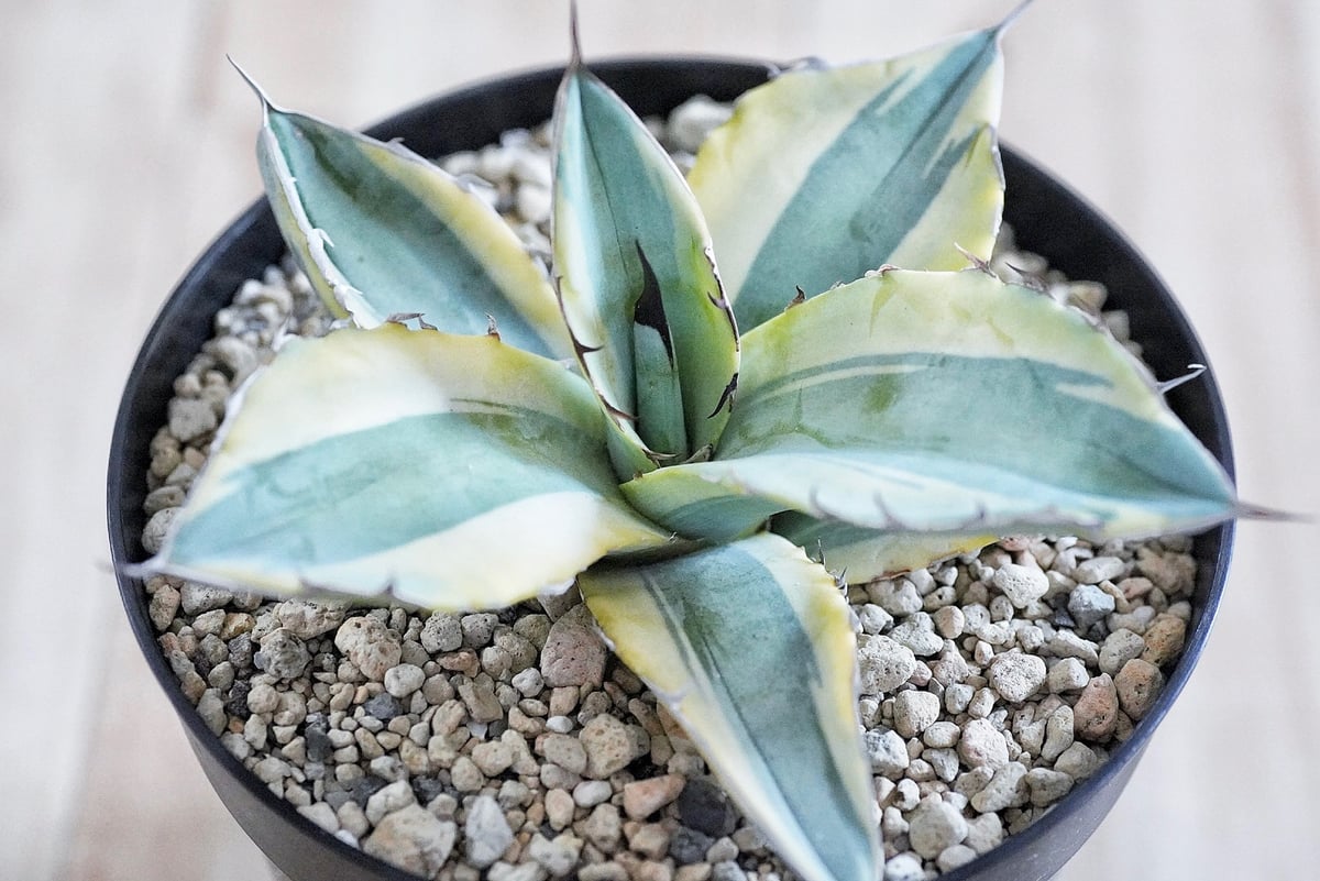 アガベ ホワイトアイス 斑入り 白氷 Titanota 